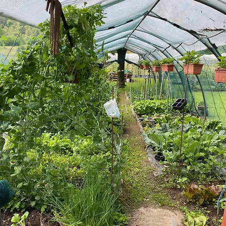 Il Nocciolo Appartement *